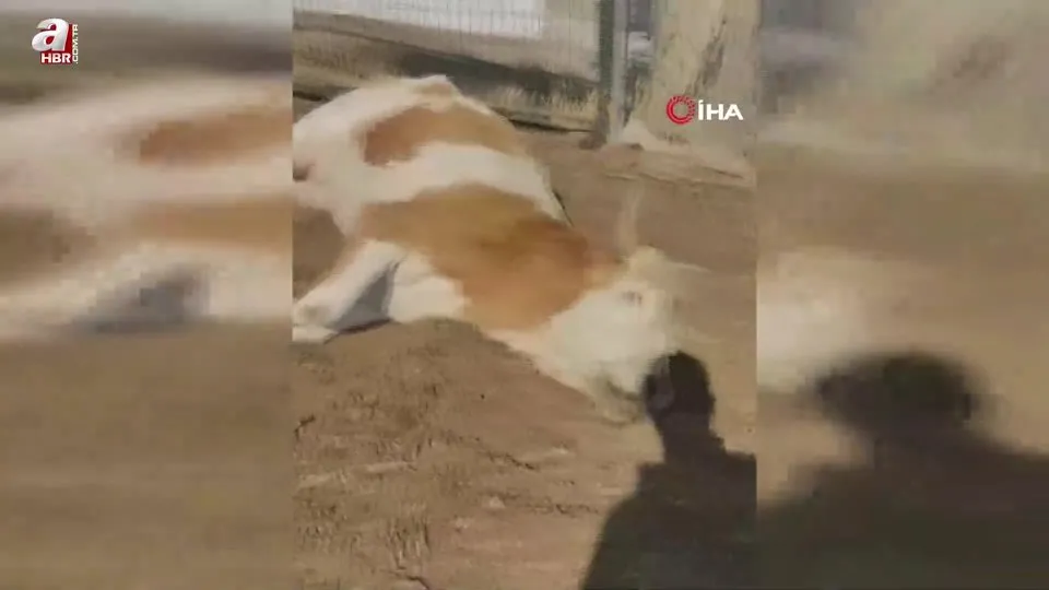Karabük’te 3 inek şap hastalığından telef oldu