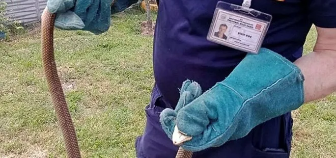 Bolu'da yılan paniği