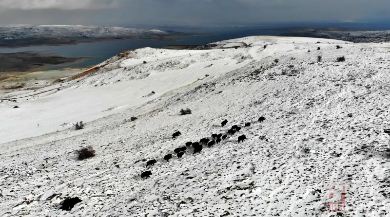 Elazığ'da domuz sürüsü drone ile görüntülendi 3