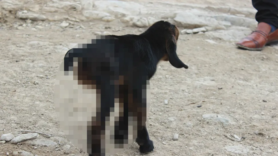 Bu oğlağı görenler şaşkına döndü! Bakın nasıl dünyaya geldi