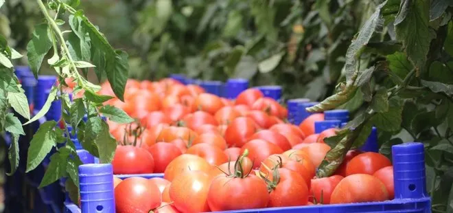 Rusya’ya domates sevkiyatı 10 gün içinde başlayacak