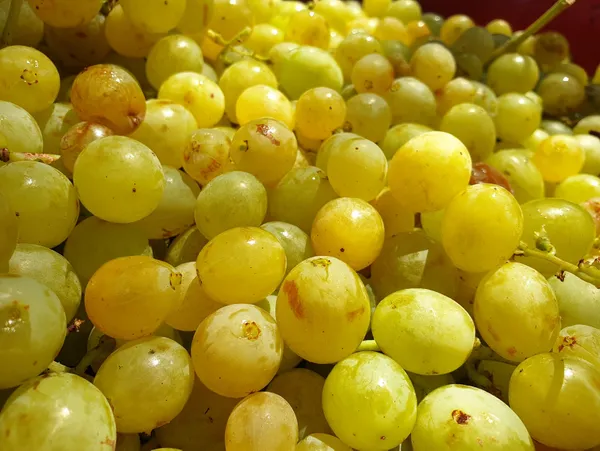 Muhakkak çekirdeğiyle tüketin! Bin derdin şifası üzüm çekirdeğinin faydaları