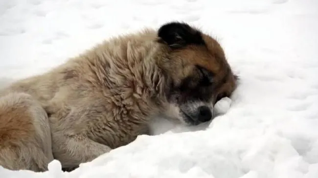 Van'da donarak ölen yavrularının başında ayrılmayan köpek duygulandırdı - 6