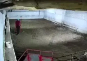 Rahat tavırlı koyun hırsızları kamerada