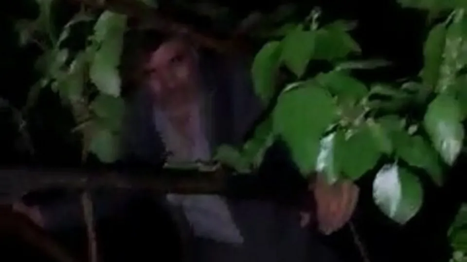 Son dakika: Bursa’da şoke eden olay! Kumar oynayan kişi ağaçta yakalandı |Video