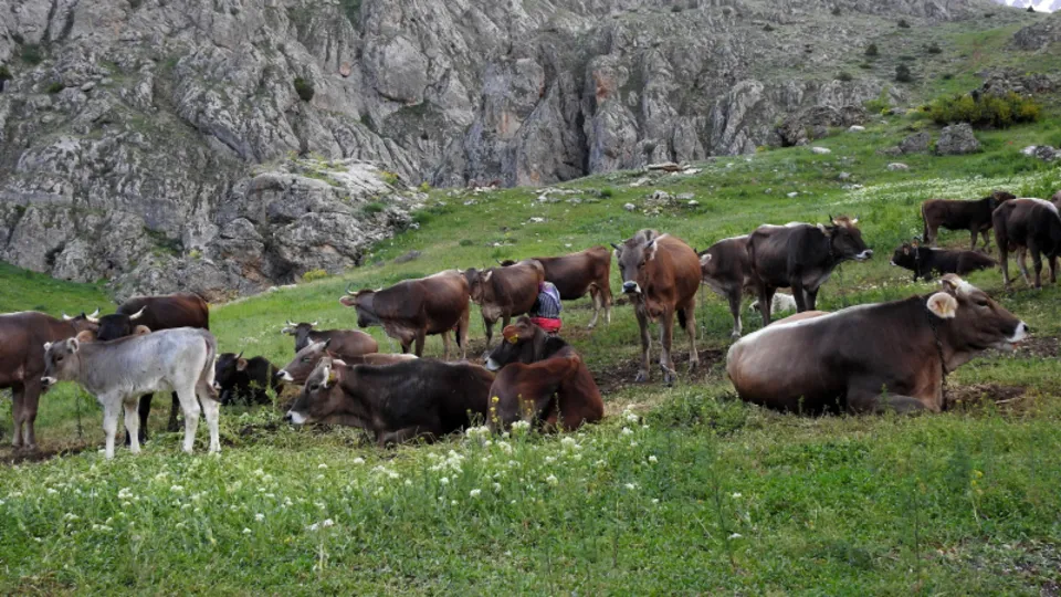Tunceli'de iç ısıtan görüntü! Munzur Dağlarında dağ keçileriyle birlikte otlayan inek sürüsü kameraya yansıdı