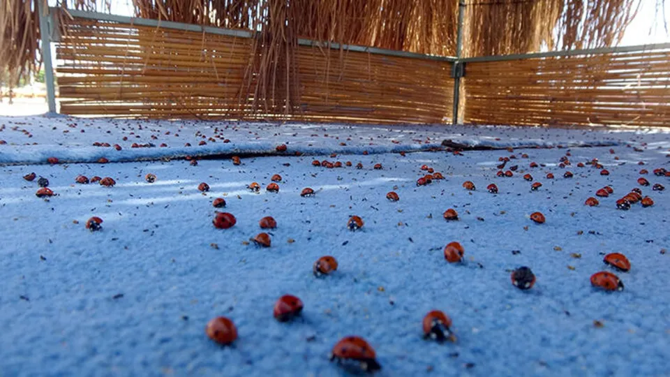 Saros Körfezi'nde uğur böceği istilası! Tatilciler tedirgin