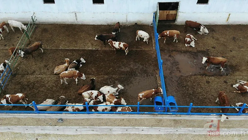 Diyanet takvimi: Kurban Bayramı ne zaman? 2021 bayram tatili kaç gün olacak, ayın kaçında başlayacak? 5