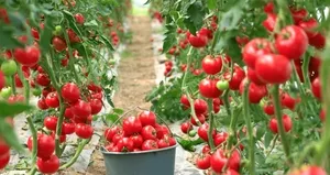 Sebze fiyatını yarı yarıya düşürecek model!