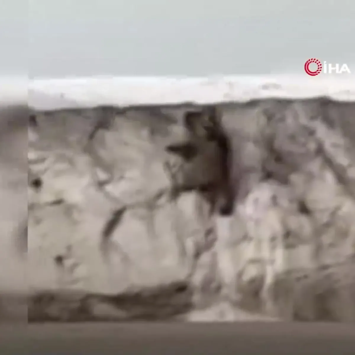 Van’da ayı görüntülendi