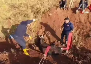 Tahliye kanalına düşen inek kurtarıldı