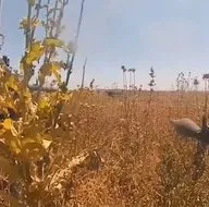 Katil sürüsüne böyle saldırdılar!