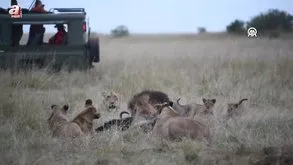 Kenya'da Dünya Aslan Günü