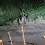 Şehir merkezinde indiler! Aç kalan ayılar...