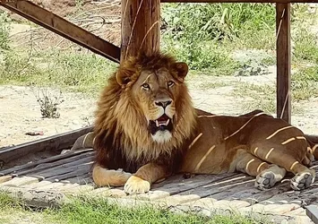 Antalya'da aslan alarmı! Kafesinden kaçtı çiftçiye saldırdı