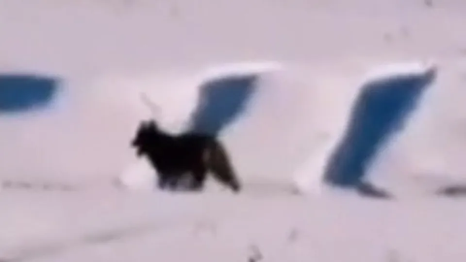 Ardahan'da görüntülendi! Daha önce gördüklerinizi unutun! Dev kurt böyle yemek aradı