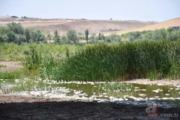 Kızılırmak'tan korkutan görüntü! Balık ölümlerinin sebebi belli oldu 9