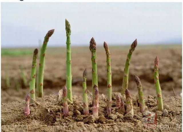 Büyüklüğü karşısında hayrete düştü! Tam 8 kilo... 22