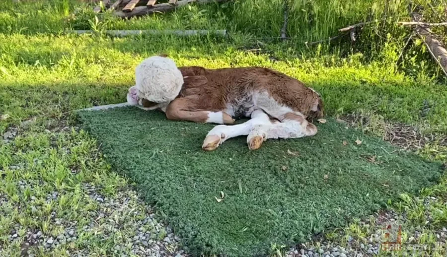 Doğum yapan inek sahibini şoke etti! Çok nadir görülen olay: Beyni derinin altında gözleri de oluşmadı 5