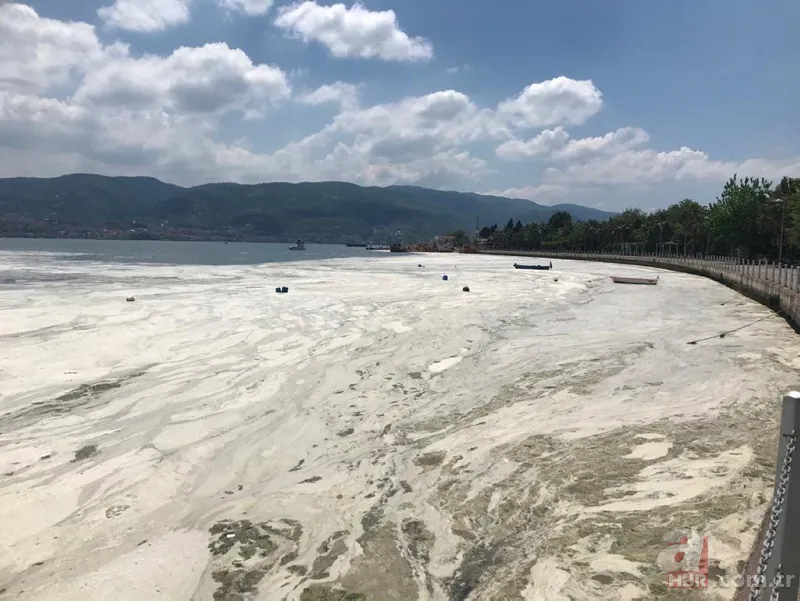 İzmit Körfezi'nde yeniden ortaya çıktı: Martı salyaya saplandı 4