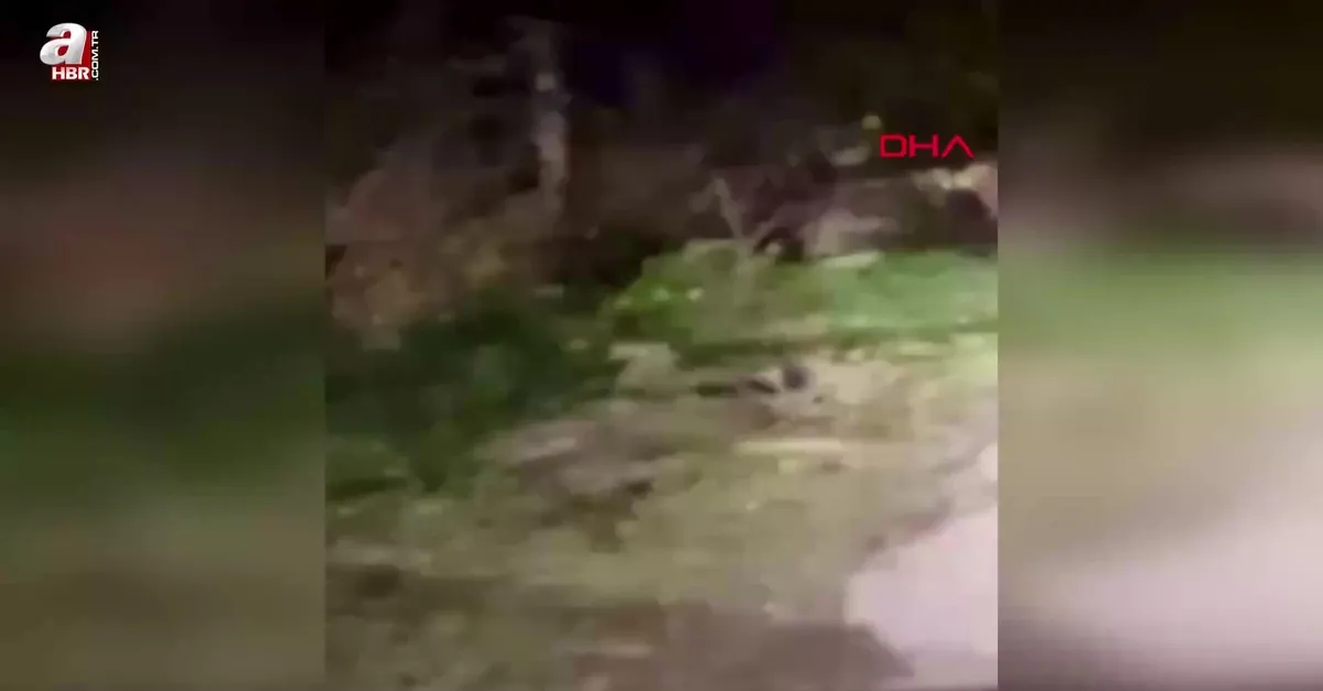 Yola inen bozayı ve yavruları kamerada
