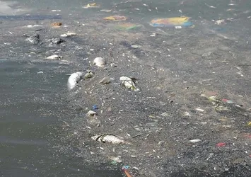 İzmir oksijensiz kaldı: Binlerce balık kıyıya vurdu