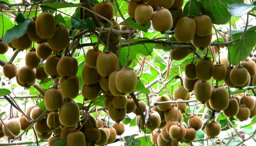 киви фрукт дерево. киви китайский крыжовник. актинидия самоплодная дженни. киви в 2024 году. киви из семян.