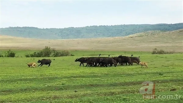 Serengeti’deki safaride inanılmaz görüntüler! O anlara tanık oldular