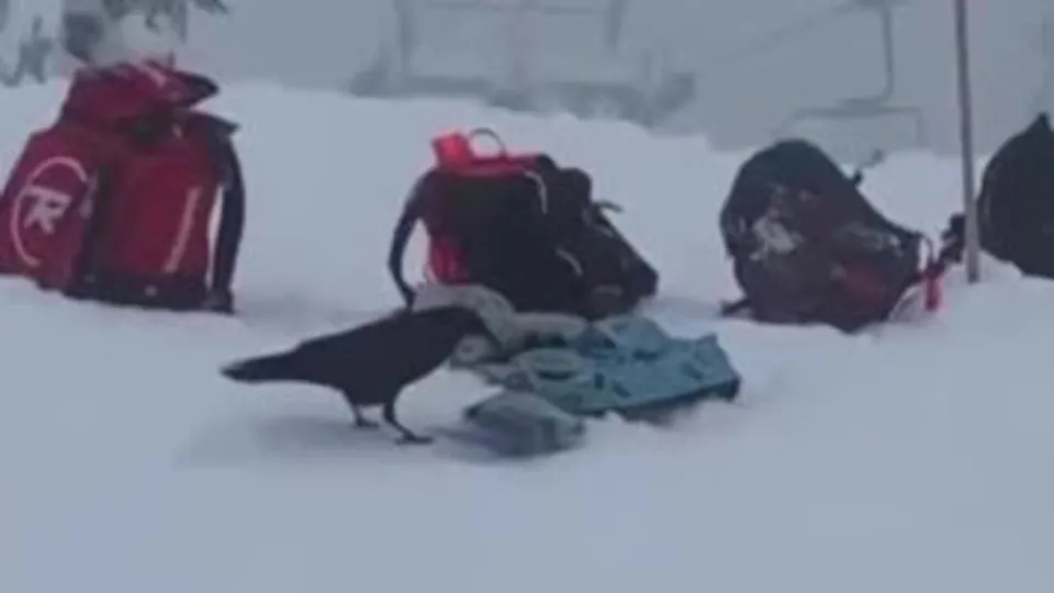 Karganın hırsızlık anları kamerada