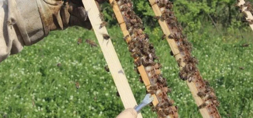 Kilosu 4 bin liradan satılan arı sütünün hasadı başladı