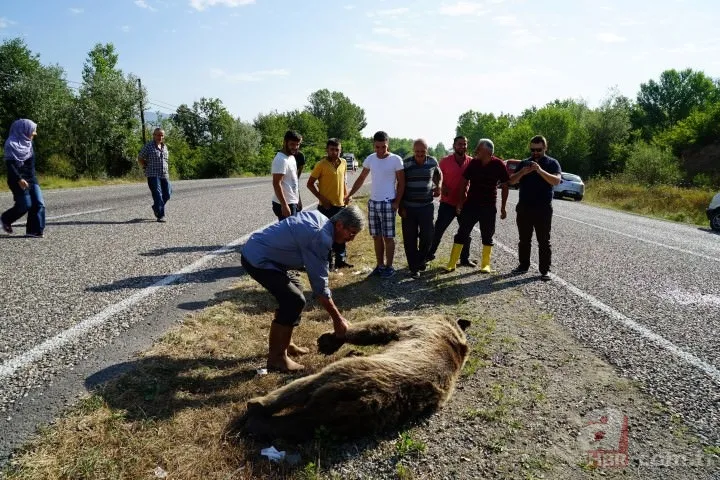 Kastamonu'da aracın çarptığı bozayı telef oldu 12
