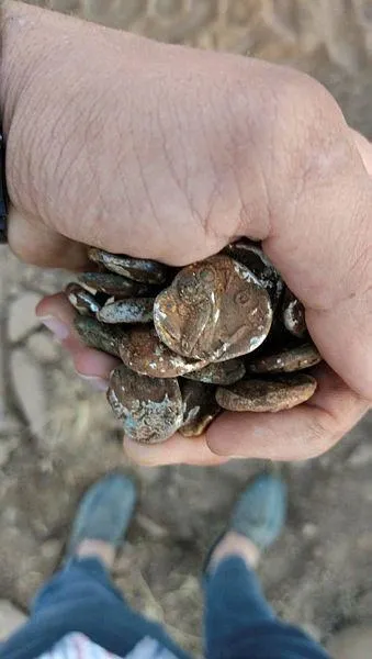 Kazı çalışmasında içi altın sikke dolu küp buldular - 1