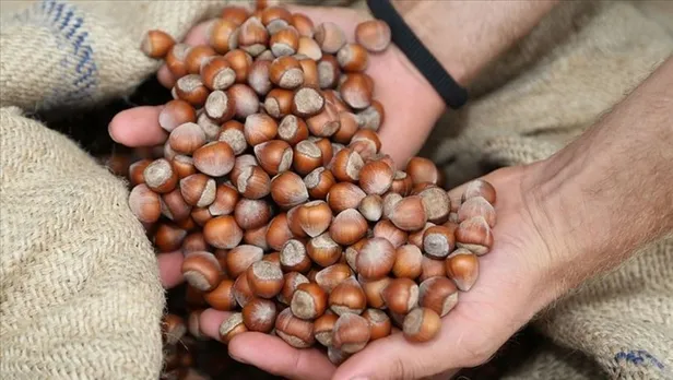 Fındık fiyatları ne zaman açıklanacak 2021? Fındık taban fiyatları açıklandı mı, belli oldu mu? İşte il il liste... - 3