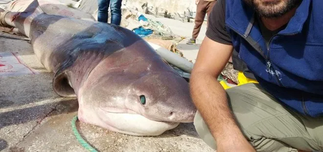 Bursa’da ağlara köpekbalığı takıldı! Balıkçılar güçlükle taşıdı