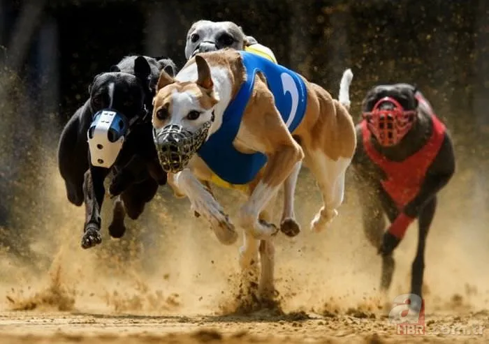 Günün ilginç kareleri 15