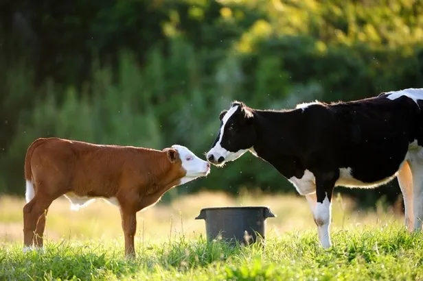 Buzağı destek ödemeleri ne zaman yatacak? 2022 Mayıs-Haziran buzağı desteklemeleri yattı mı? Ödeme tarihleri...