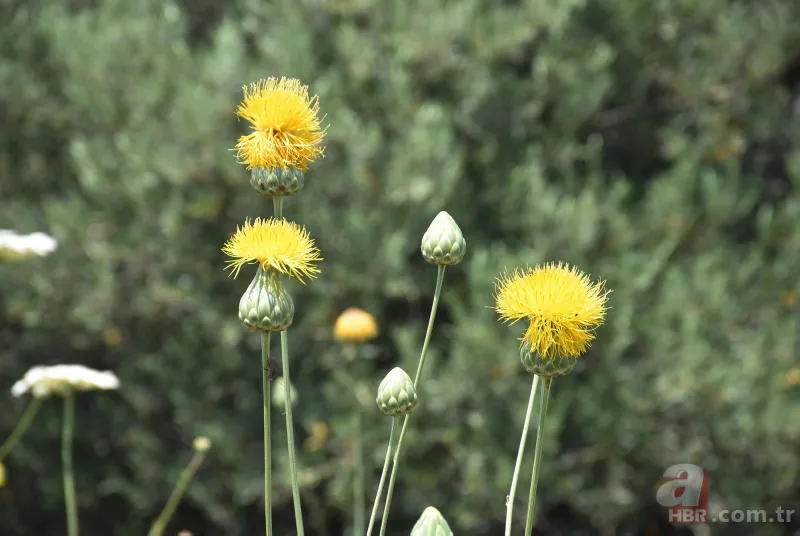 İstanbul'da çok nadir görülüyor! Bu çiçek koparanın elini yakıyor! İşte cezası... 14