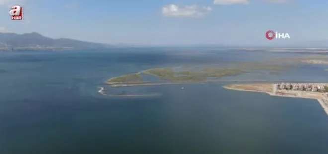 Ege'de orkinos ölümlerinin nedeni kirlilik