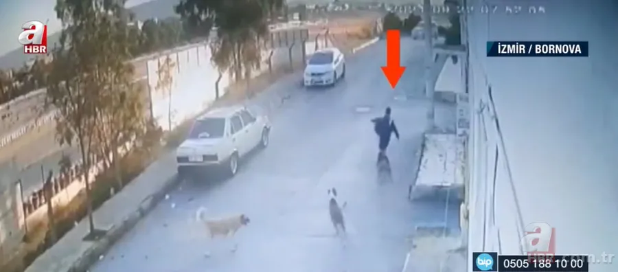 İzmir'de sokak köpekleri çocuğa saldırdı! O anlar kamerada 4