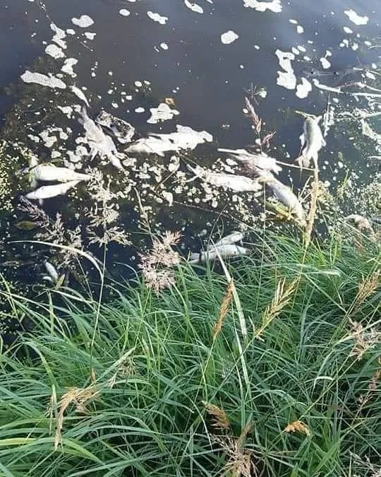 1624948496478.jpg Simav Çayı balıklara mezar oldu! Suyun rengi siyaha döndü - 1