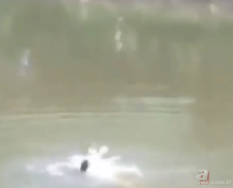 Gören şoke oldu! O ilimizde görüntülendi 10