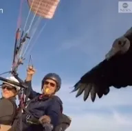 Gökyüzünde ilginç anlar kamerada! Paraşütüyle uçarken akbaba...