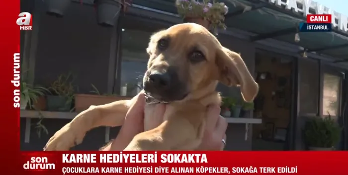 Karne hediyeleri sokakta! Aralarında tavşan bile var... Sahipsiz köpek sorunu nasıl çözülecek?