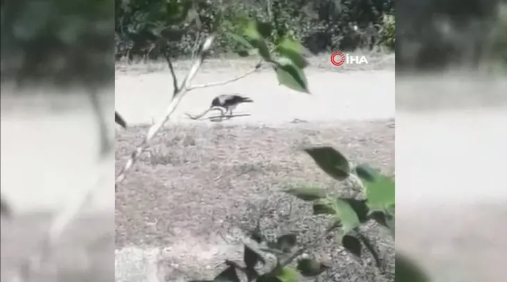 Ölümcül kapışma kamerada! Bakın karga ile yılan mücadelesinin kazananı kim oldu