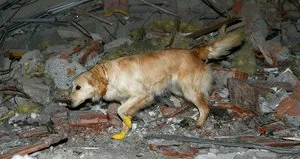 Kahraman köpek Köpük! Yaralarına rağmen...