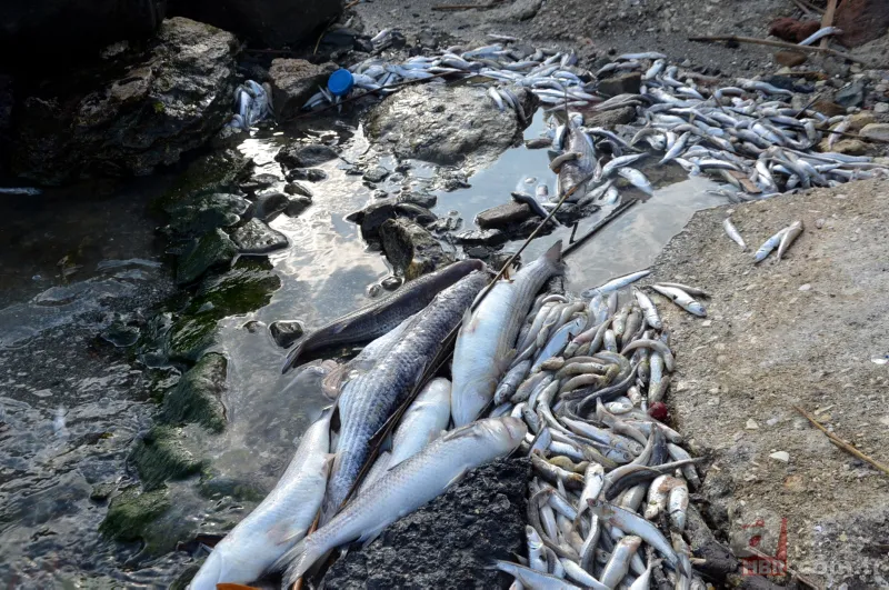 Küçükçekmece Gölü’nde büyük dram! CHP'li İBB kılını bile kıpırdatmıyor! Balıklardan sonra şimdi de martı ölümleri başladı 4