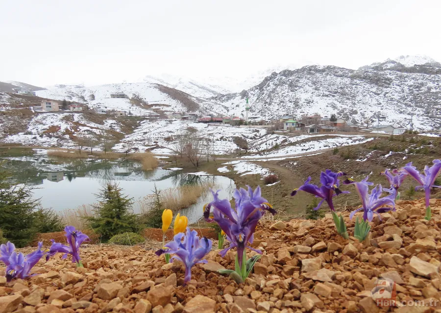 Toros Dağları'nda yaylalarda karlar erimeye başladı, çiçekler her yeri kapladı 2