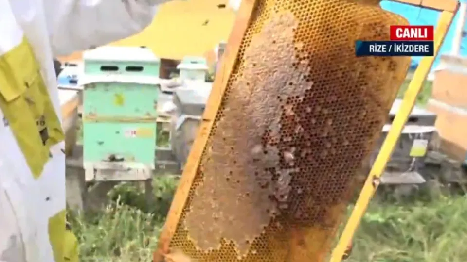 Anzer balında sağım zamanı