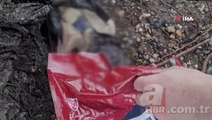 Vahşet! Önce boğdular sonra deniz kenarına attılar | Kediye kan donduran davranış