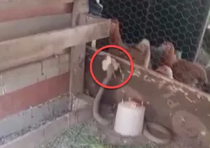 Dev yılan kümesteki civcivi telef etti! Hayvanlar böyle izledi